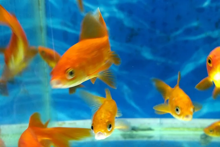 Goldfish, the stars of the research on escape decisions